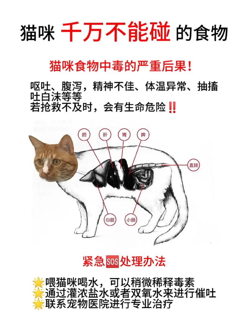 猫咪抽搐时，哪些食物是安全的？