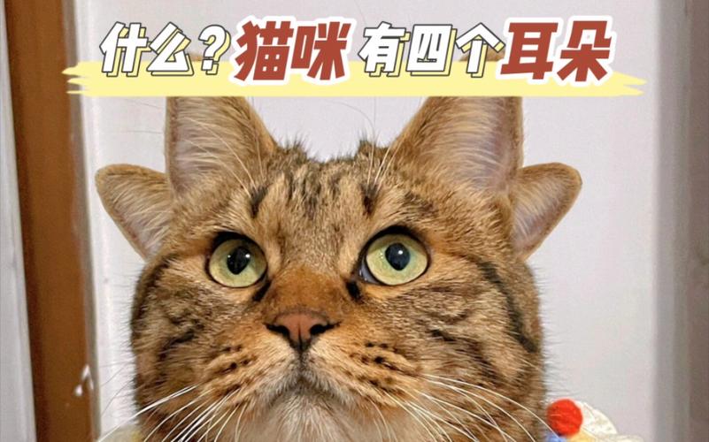 猫咪耳朵的奥秘，揭秘它们独特而迷人的形状