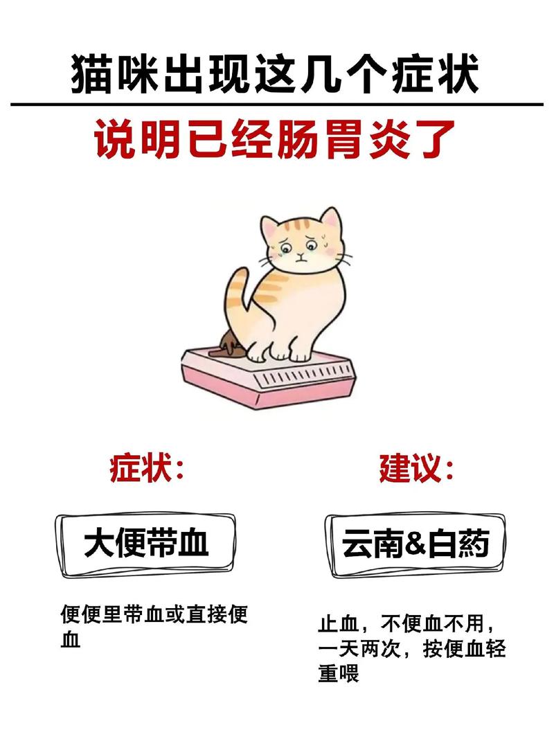 猫咪肠胃敏感的那些事儿