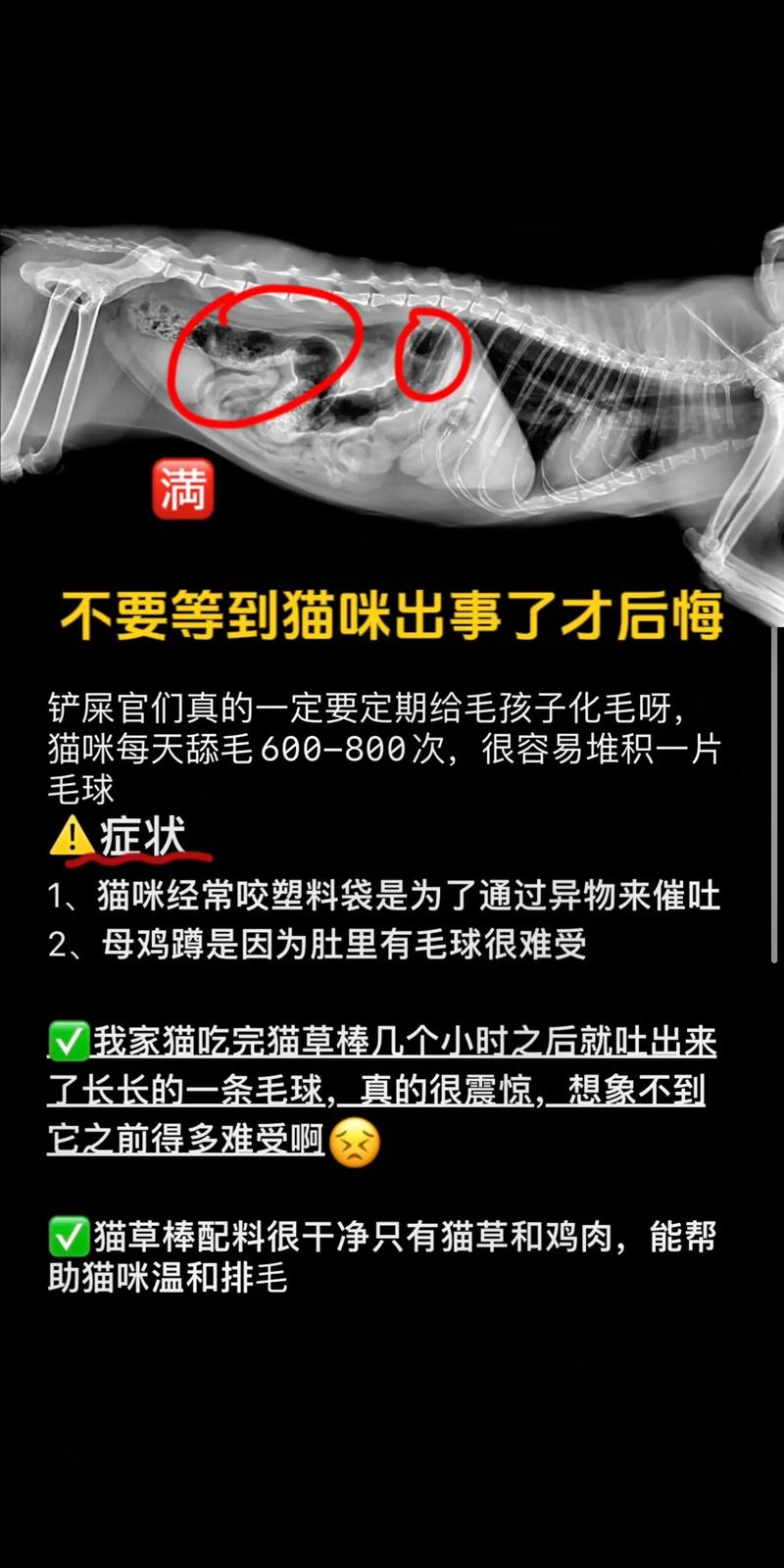 轻松给猫咪扎针，专业技巧让你的毛孩子更健康