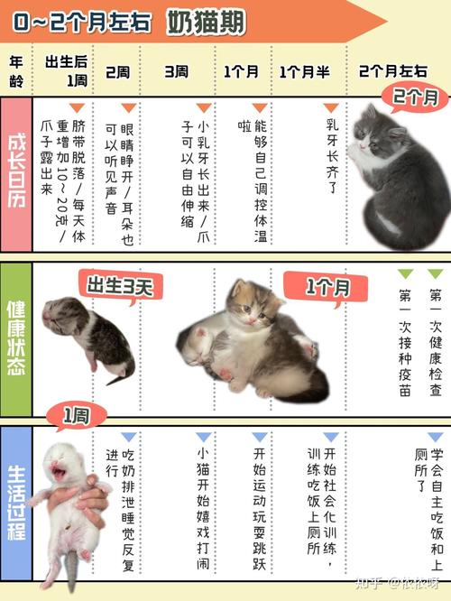 猫咪成长记，从毛茸茸的宝宝到独立的小大人