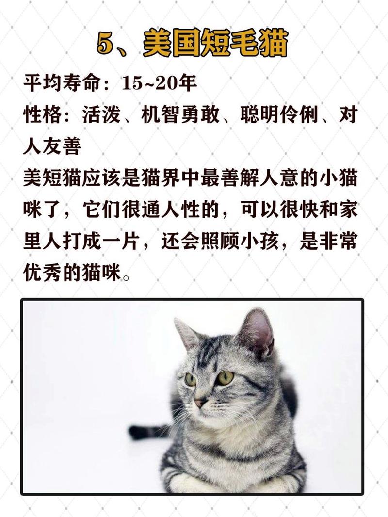 揭秘猫咪的凶与善