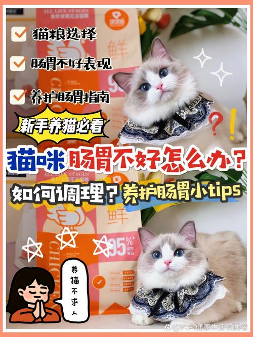 探索猫咪神秘肠胃世界