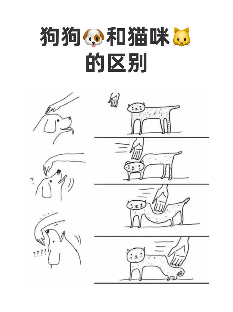 揭秘，猫咪与狗儿的相处之道