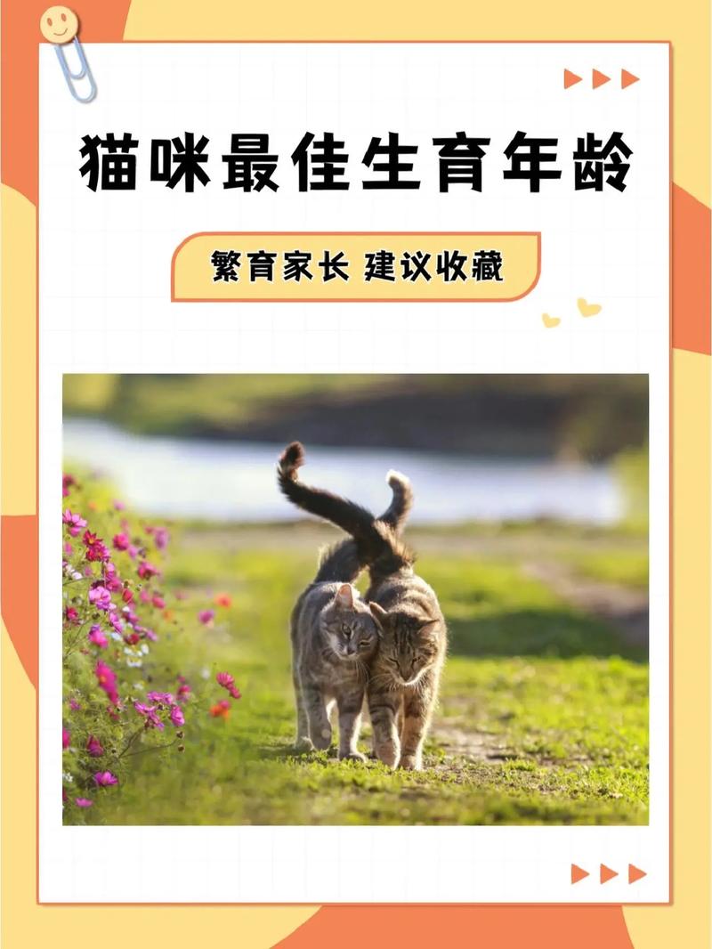 揭秘猫咪的孕期，从初孕到幼崽诞生