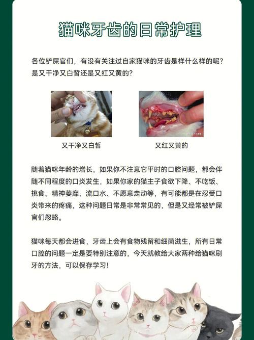 揭秘上海猫咪牙齿护理新趋势