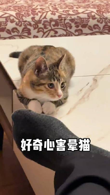 揭秘，为何我的猫咪突然变得如此激动？