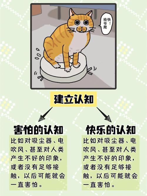 揭秘，猫咪怀孕几率，揭秘猫妈妈的秘密