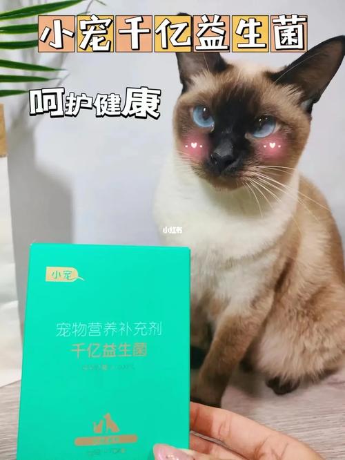 温柔的守护者——小猫咪的温暖与力量