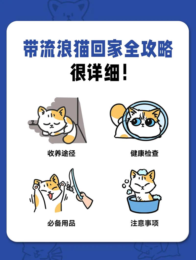 猫咪外出不归家，我们该做些什么？