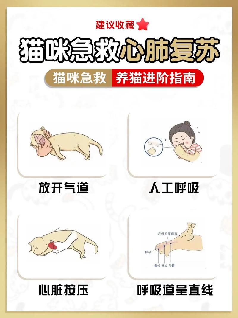 猫咪需要紧急救助吗？