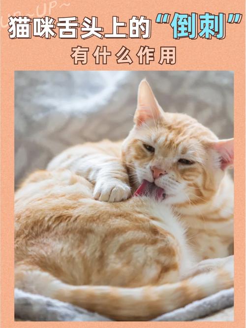 猫咪舌头上的肉刺，了解与护理