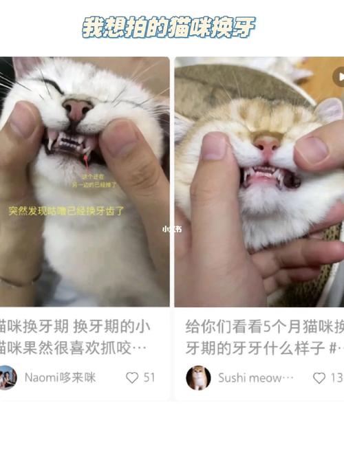 猫咪换牙期，从胖到壮的秘密