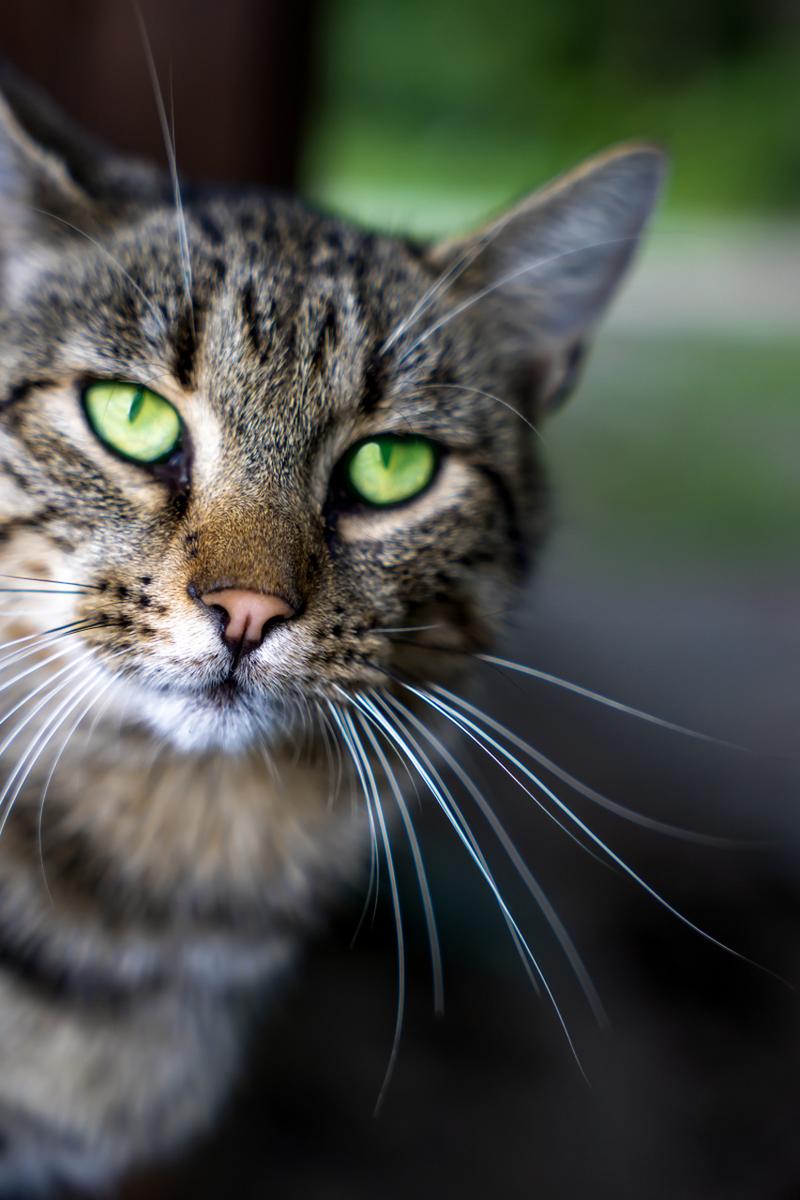 猫咪睁眼初生的奥秘，一探究竟