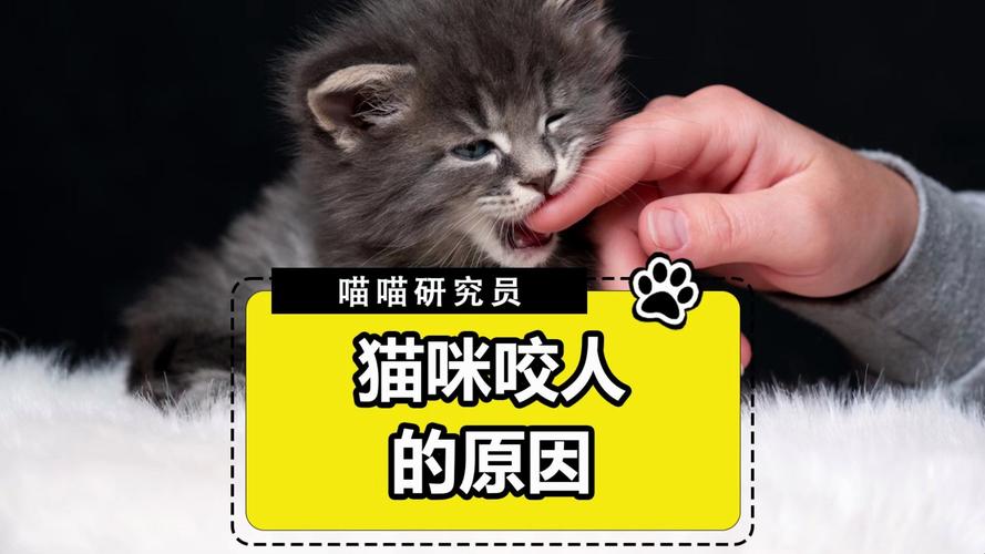 揭秘猫咪为何会疯狂咬人还叫