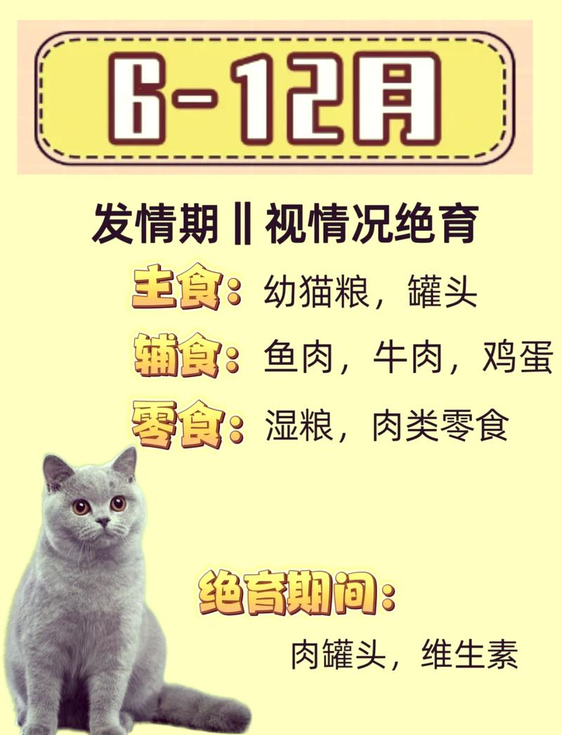 猫咪断奶时间表与护理要点