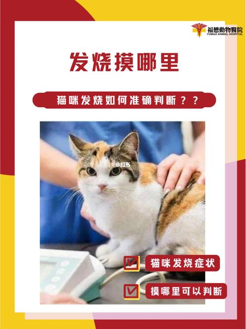 猫咪的体温警报，如何准确判断是否发烧