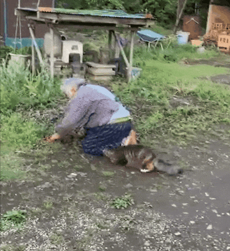 猫咪为何偏爱塑料玩具？揭秘猫的咬咬癖