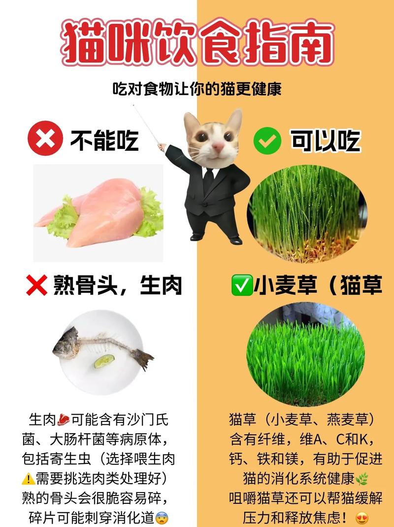 猫咪的美食指南，幼猫成长的营养宝典