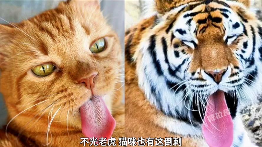 猫咪舌头为何会发光？揭秘猫科动物的超级吸水神器