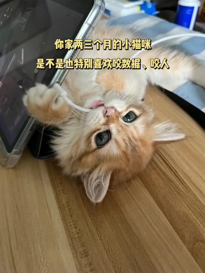 警惕那些冷漠的杀手，了解猫咪为何会咬人