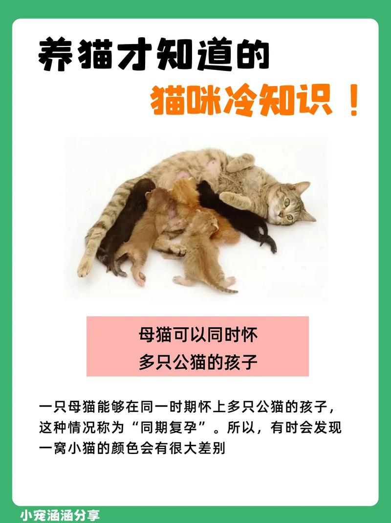 揭秘猫咪眼中神奇的胶状物