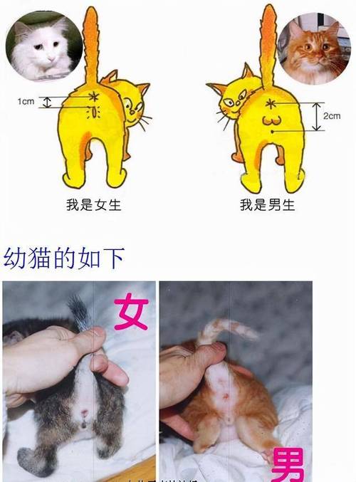 揭秘猫咪排卵的秘密，轻松刺激猫咪高效排卵