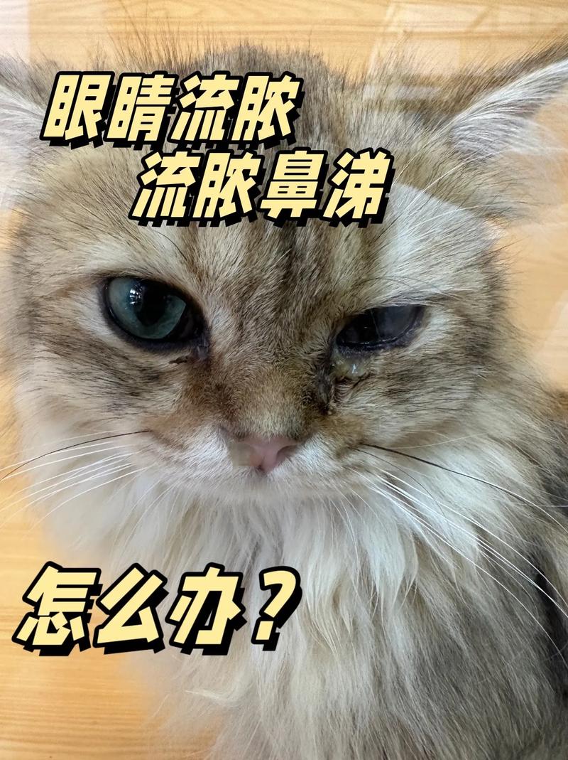 猫咪的鼻涕小秘密，如何正确地为它们清洁鼻腔