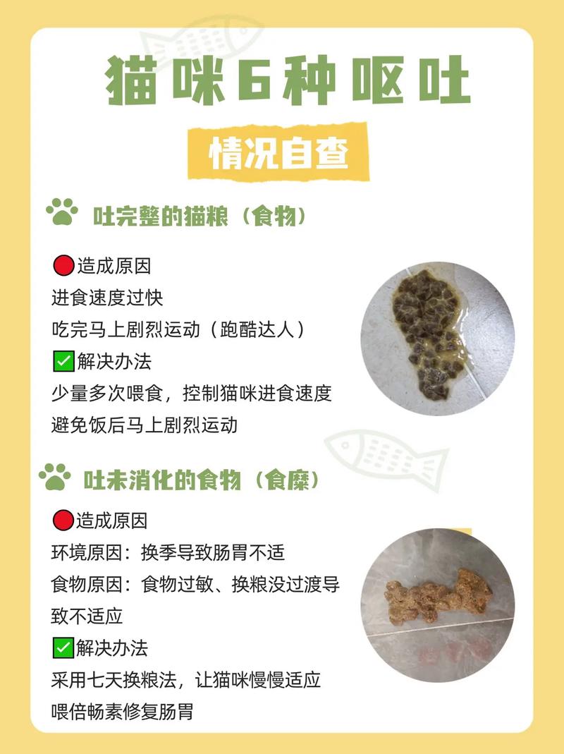 猫咪半夜呕吐白沫，如何识别潜在危险并采取行动