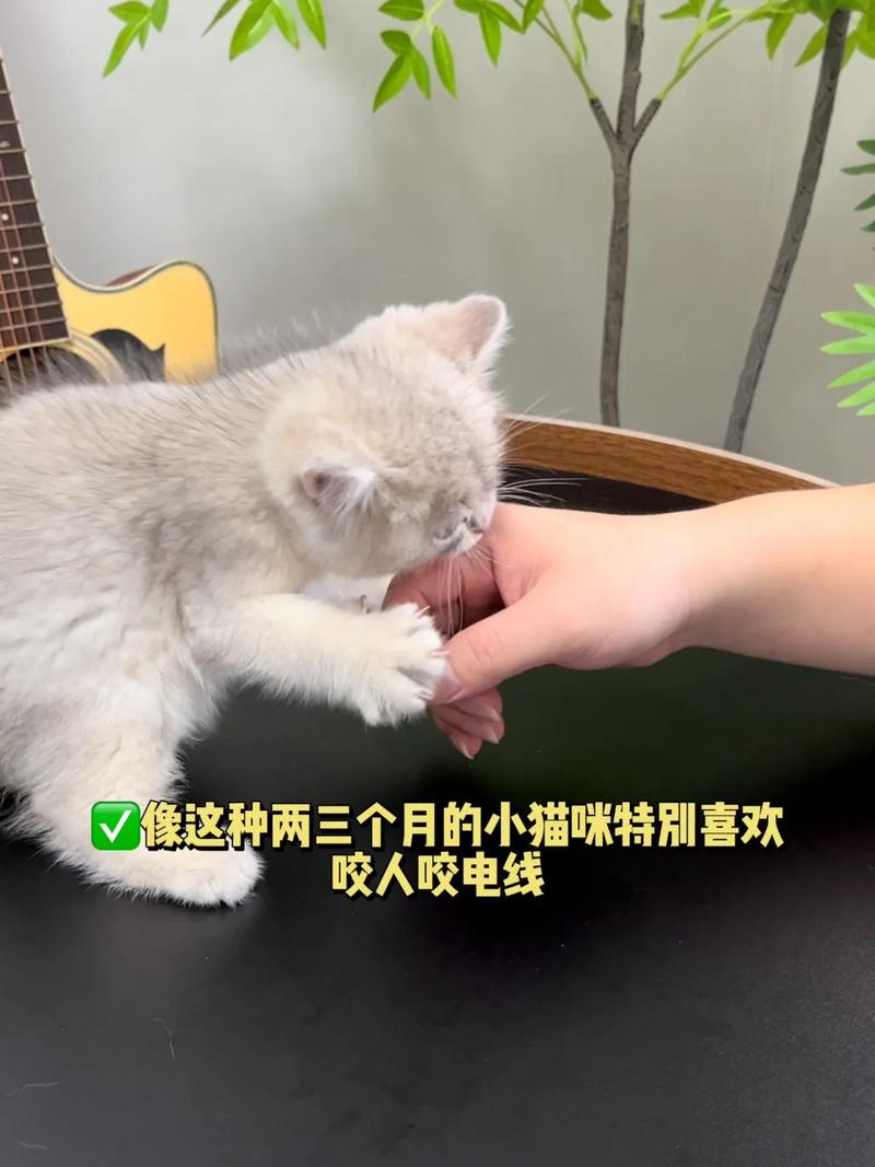 猫咪咬人，如何应对与预防