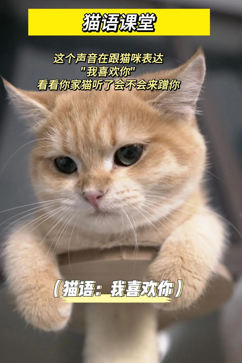 猫咪的细腻感知，他们是如何感受你对他们的爱的