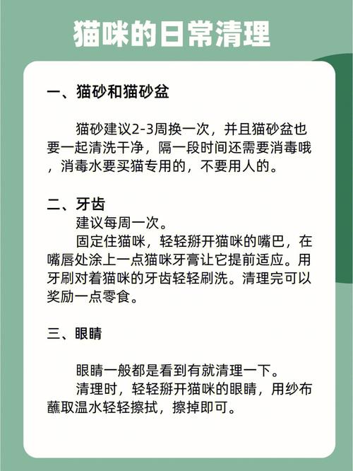 猫咪每日需水量，保持健康的关键