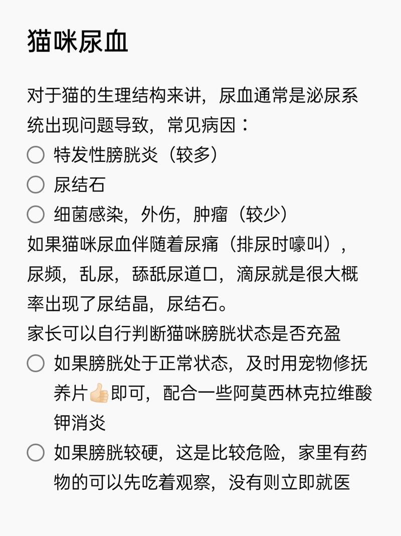 猫咪突然尿血？如何识别和处理猫的泌尿系统问题