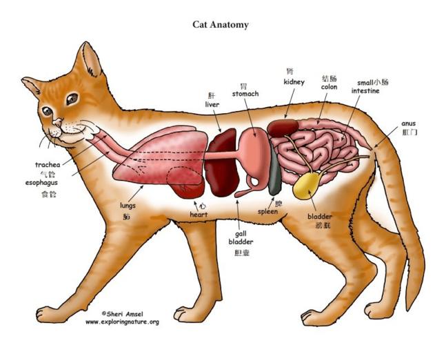 解密猫咪肠道蠕动缓慢的秘密