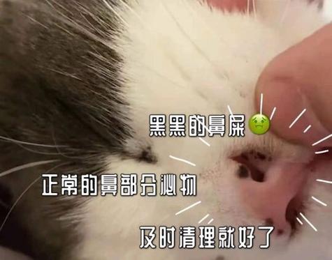 猫咪鼻子溃烂与健康隐患，如何及时应对