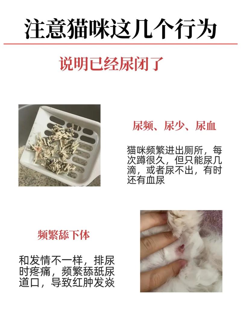 揭秘猫咪泌尿健康，如何识别与维护