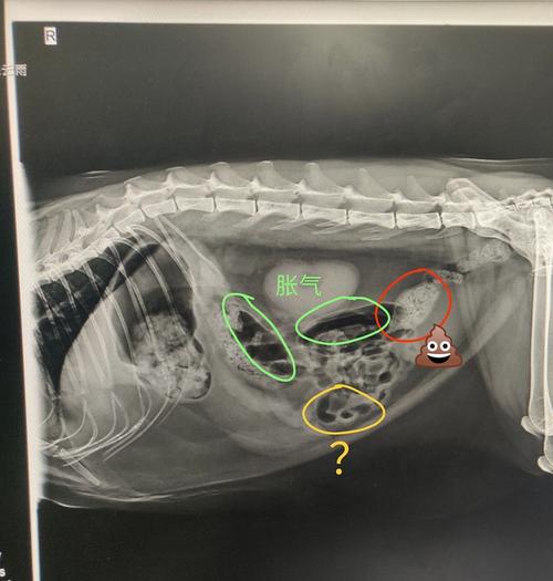 猫咪胀肚，原因与护理小贴士