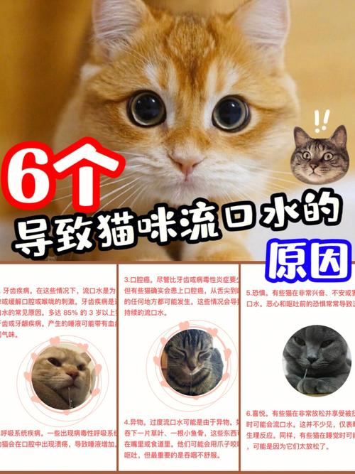 猫咪流口水，为什么我的小宝贝总是这样？