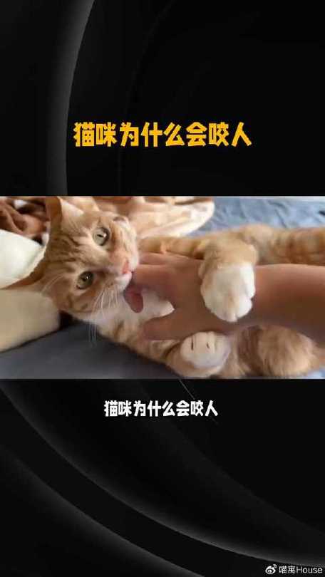 猫咪为何在洗澡时会咬人？