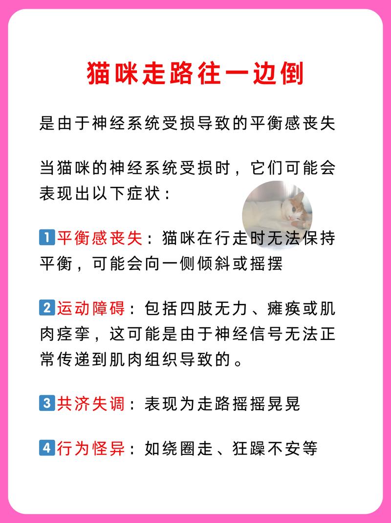 猫咪突然变得狂躁？5个常见原因及解决方法