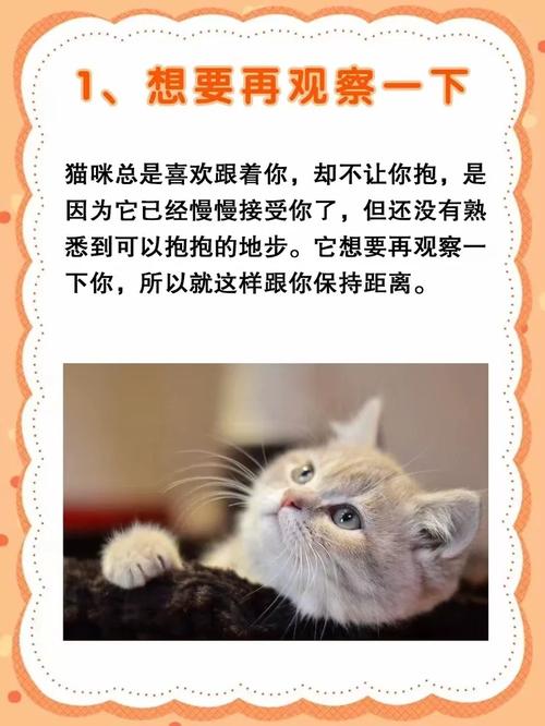 猫咪的猫性，我为何不让你抱？