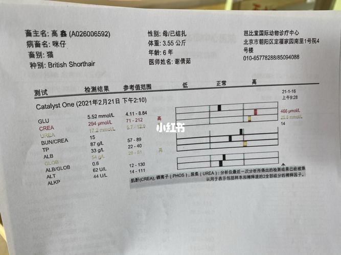 解读猫咪健康指标——肌酐水平探析