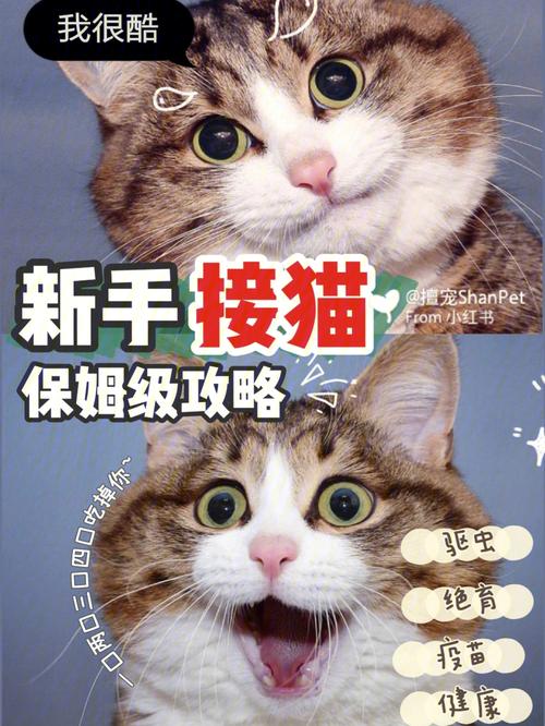 为爱宠筑起健康防线，猫咪疫苗计划全解析