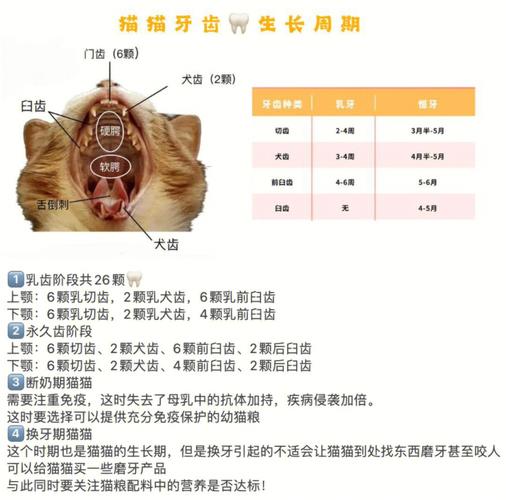 揭秘猫咪的牙齿秘密，一次有趣的图解之旅