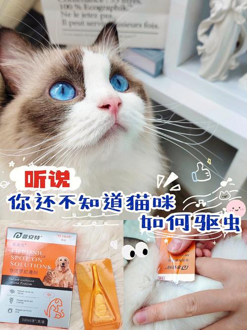 猫咪如何自我检查绦虫感染