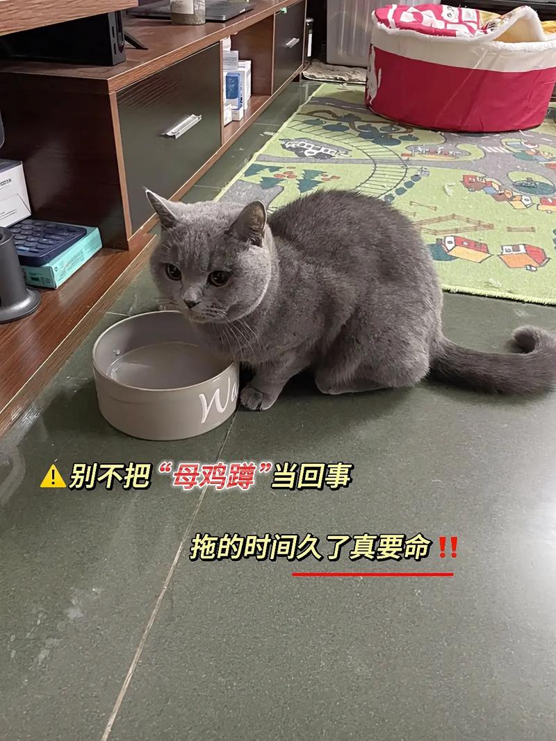 猫咪指甲中间开裂？专家支招让你的毛孩子远离困扰