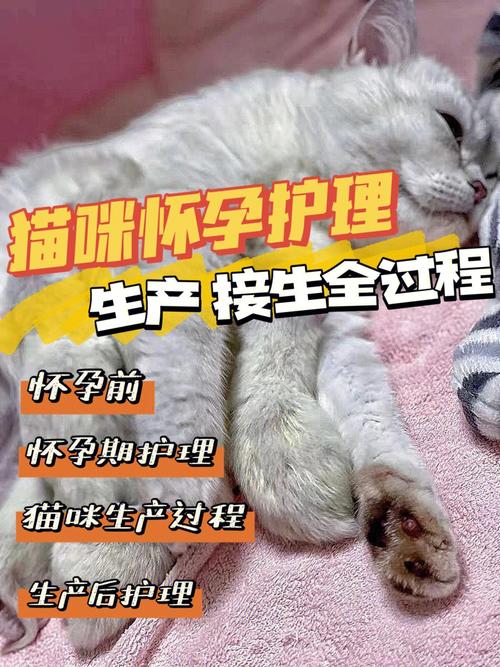 猫咪临产，主人如何做好准备