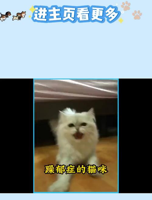 猫咪舌头受伤变黑，主人如何应对？