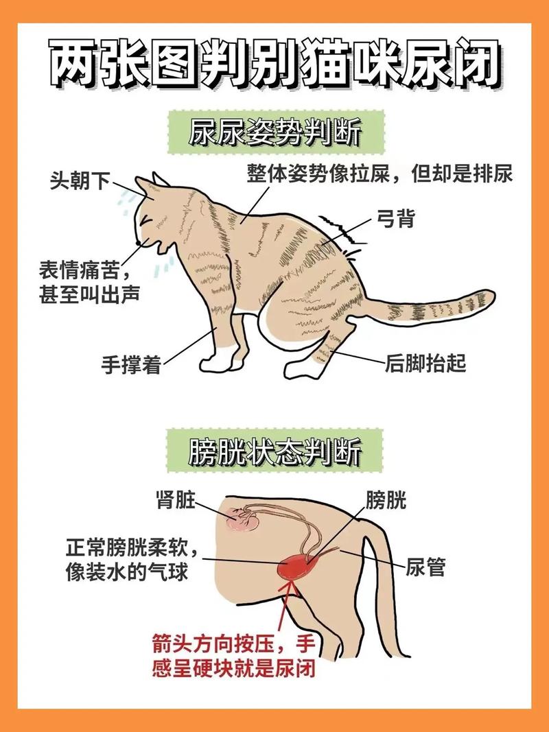 猫咪尿路问题警示，了解尿结晶症状的重要性