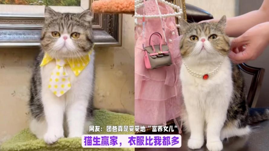 猫咪的衣帽间，它们为何总是把衣物当作玩具？